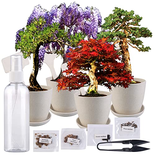 Royal Gardineer Bonsai Set: Bonsai-Anzuchtset, 4 Arten, Töpfe, Untersetzer, Clipper, Sprühflasche (Bonsai Anzucht, Bonsais, Gewächshaus) von Royal Gardineer