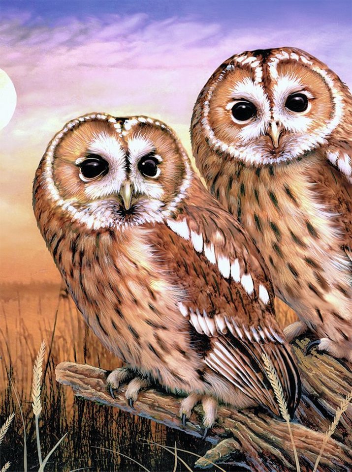 Royal Langnickel Malvorlage Tawny Owls, 30 cm lang von Royal Langnickel