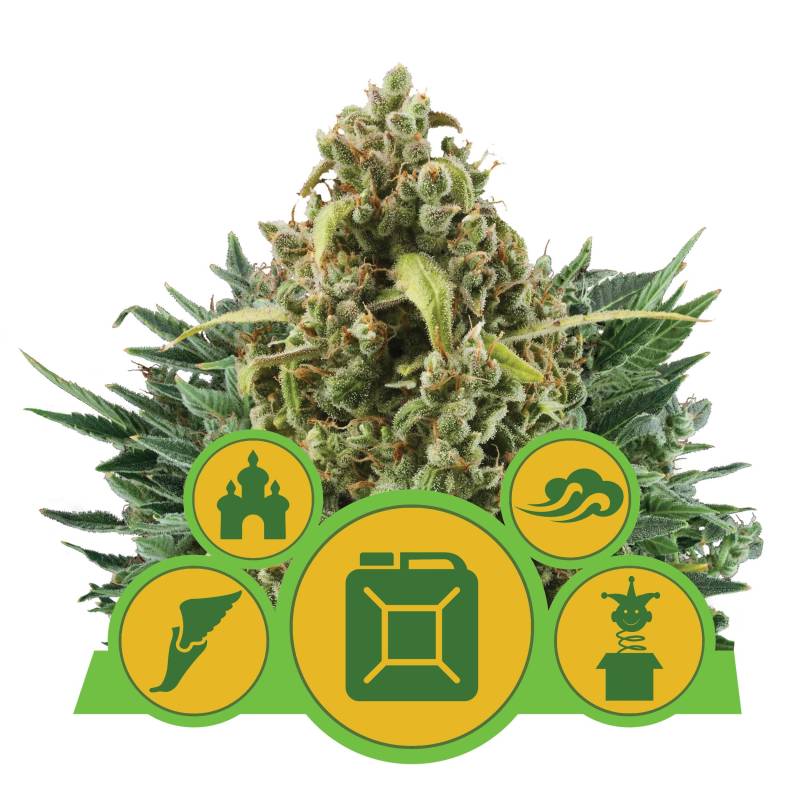 Autoflowering Mix von Royal Queen Seeds
