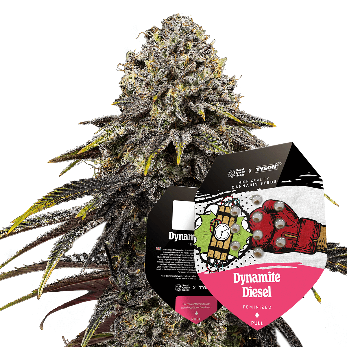 Dynamite Diesel Dynamite Diesel von Royal Queen Seeds