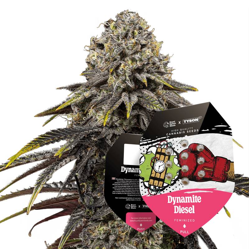 Dynamite Diesel von Royal Queen Seeds