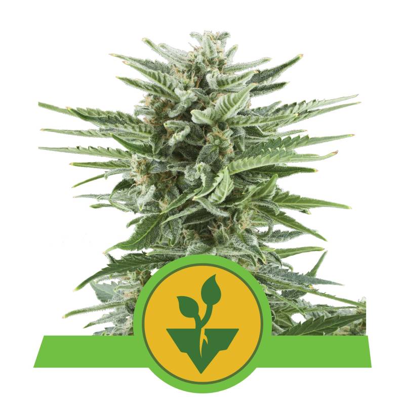 Easy Bud 3 Stück Auto von Royal Queen Seeds