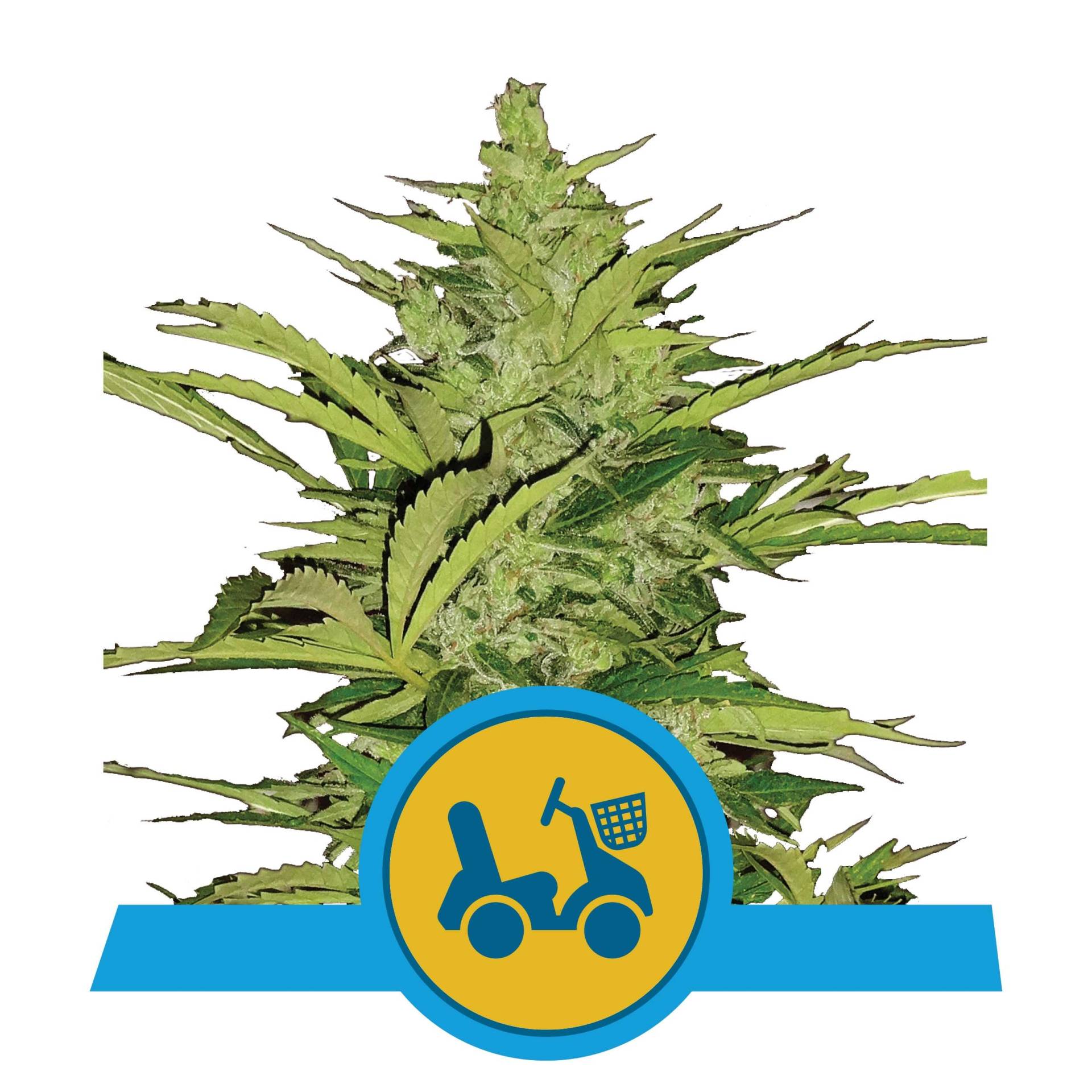 Fast Eddy Auto 3 Stück Fast Eddy Auto 3 Stück von Royal Queen Seeds