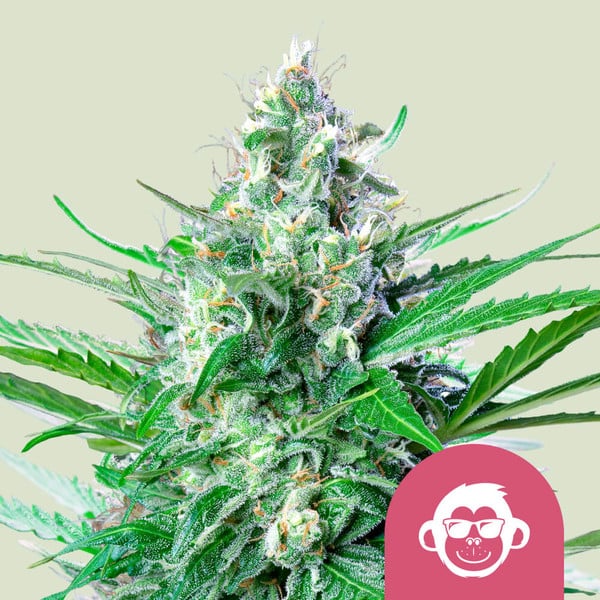 Grape Ape von Royal Queen Seeds