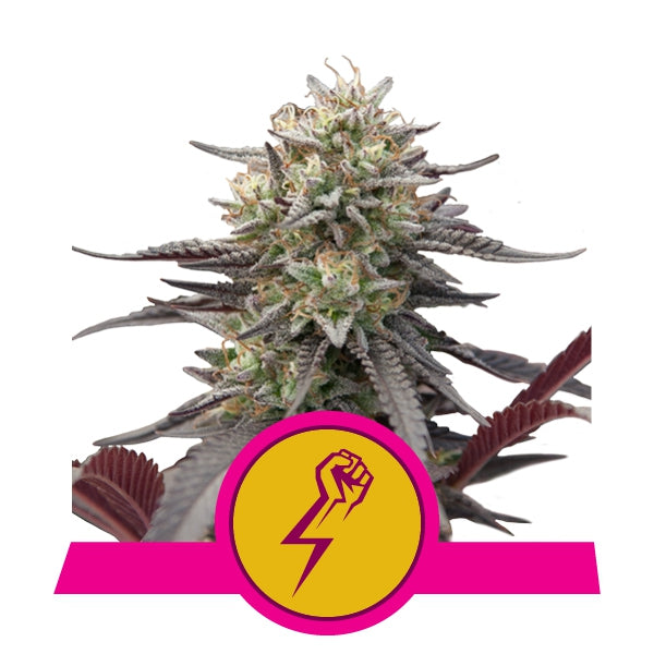 Green Crack Punch von Royal Queen Seeds