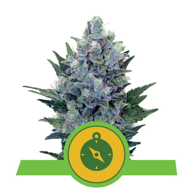 Northern Light RQS von Royal Queen Seeds