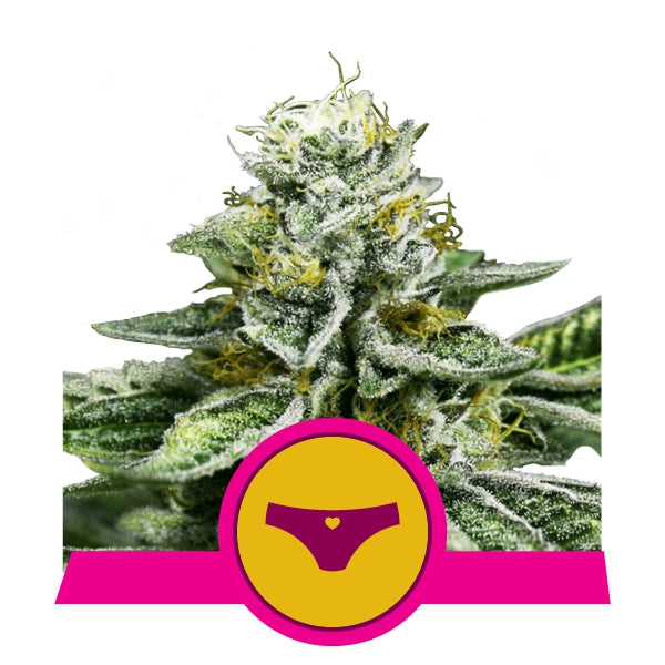 Sherbet Queen von Royal Queen Seeds