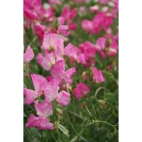 10 Bio Mammoth Rosa Erbsen Samen Luktärt Frö Lathyrus Odoratus Für Bestäuber Und Bienen Bauerngarten von RoyalSeeds