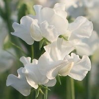 10 Bio Royal Family White Erbse Lathyrus Odoratus Samen Luktärt Frö Duftwicke Semi Sementi Semillas Graines Somen Siemenet von RoyalSeeds