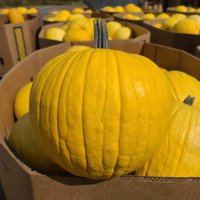 10 Mellow Yellow Halloween Kürbis Samen Gelber Semillas Zaden Zaad Somen Semi Sementi Sementes Siemenet Nasiona Graines von RoyalSeeds