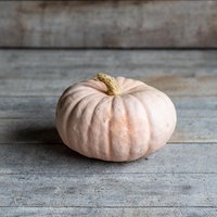 10 Neuheit Wunderschöne Winter Blush Pink Squash F1 Seeds Rosa Kürbis Samen Graines Nasiona Zaad Zaden Frø Frae Sementi Semillas Somen von RoyalSeeds