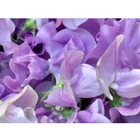 10 Stück Bio-Königliche Familie Lavendel Pisello Odoroso Cicerchia Odorosa Duftend Platterbse Pois De Seteur Guisante Olor Luktärt Bomsterert von RoyalSeeds