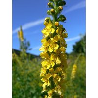 100 Agrimony Seeds Agrimonia Eupatoria Samen Heilmedizin Kräuter Für Mundulzeration Und Hautwundheilung von RoyalSeeds