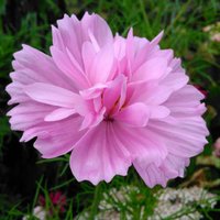 100 Ausverkauf Cosmos Fizzy Pink Bio Samen Cosmea Grainese Semillas Sementi Sementes Graines Zaden von RoyalSeeds