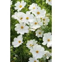 100 Bio Cosmos Purity Weiße Samen Semi Sementi Semillas Sementes Siemnet Graines Nasiona Zaad Zaden Schmuckkörbchen von RoyalSeeds