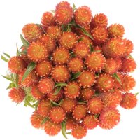 100 Bio Orange Globe Amaranth Gomphrena Kugelamarant Kogelamarant Samen Semillas Graines Somen Zaad Zaden Frø Sementes Siemenet von RoyalSeeds