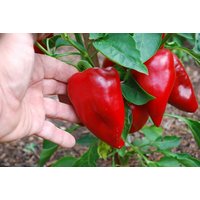 100 Bio Sweet Pimento Paprika Pfeffer Samen Somen Zaad Zaden Sementes Siemenet Graines Semi Semillas Poivron Peperone von RoyalSeeds