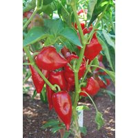 100 Bio Sweet Pimento Süße Rote Pfeffer Samen Paprika Rot Suss Saftig Und Lecker Pimento Semillas Pepperoncino Semi von RoyalSeeds