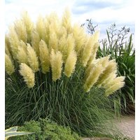 100 Cortaderia Pampas Grass Seeds Pampasgras Samen Graines Semillas Zaden Zaad Somen Semi Sementi Sementes Siemenet Frö Frön von RoyalSeeds