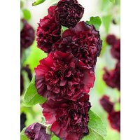 100 Double Hollyhock Chater Es Maroon Bio Samen Stockrose Somen Graines Zaden Semillas Sementes Siemenet Semi Sementi Nasiona Frø von RoyalSeeds