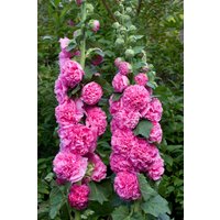 100 Double Hollyhock Chater Es Rose Bio Samen Weisse Stockrose Somen Graines Zaden Semillas Sementes Siemenet Semi Sementi Nasiona von RoyalSeeds