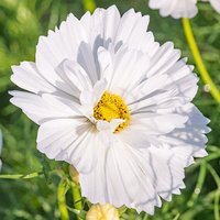 100 Neuheit Fizzy White Cosmos Seeds Schmuckkörbchen Samen Graines Semillas Zaden Zaad Somen Semi Sementi Sementes Siemenet von RoyalSeeds