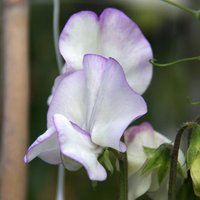 15 Bio Albutt Blue Sweet Pea Seeds Lathyrus Duftwicke Samen Zaad Zaden Semi Sementi Sementes Siemenet Graines Semillas Nasiona Somen von RoyalSeeds