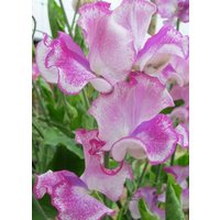 15 Bio Lady Nicholson Erbsen Lathyrus Odoratus Samen Semi Semillas Frø Zaden Sementes Siemenet Somen von RoyalSeeds