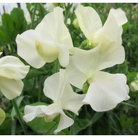 15 Bio Winter Sunshine Creme Sweet Pea Seeds Duftwicke Samen Luktärt Frö Graines Semillas Frø Zaden Sementes Siemenet Somen von RoyalSeeds