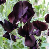 15 Fast Schwarz Luktärt Frö Pisello Odoroso Cicerchia Odorosa Duftend Platterbse Pois De Sendeur Guisante Olor Bomsterert Tuoksuherne von RoyalSeeds