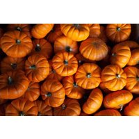 15 Jack Be Little Orange Pumpkin Kürbis Samen Citrouille Graines Nasiona Zaad Zaden Frö Frön Frae Semillas Somen Sementes Siemenet von RoyalSeeds