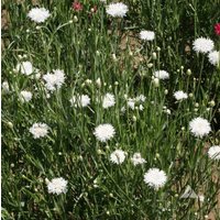 150 Bio Kornblume White Boy Centaurea Samen Semillas Graines Sementes Siemenet Zaad Zaden Frø Somen Nasiona von RoyalSeeds