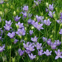 150 Blaue Sterne Nigella Bucharica Liebe Im Nebel Samen Nigelle Graines Jungfer Grünen Sementi Zaden Zaad Frö Frön Semillas von RoyalSeeds