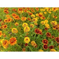 150 Wunderschöne Zinnia Perser Teppich Blumensamen Zinnie Samen Somen Zaden Semi Sementi Sementes Siemenet Graines Nasiona Frø von RoyalSeeds