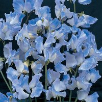 20 Bio Blue Ripple Sweet Erbse Luktärt Frö Lathyrus Odoratus Seeds Duftwicke Samen Blue Ripple Graines Semillas von RoyalSeeds