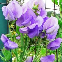 20 Stark Duftende Königliche Familie Lavendel Süße Erbse Lathyrus Odoratus Samen Für Bestäuber Und Bienen Bauerngarten Hoher Duft von RoyalSeeds