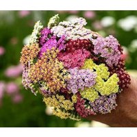 200 Achillea Colorado Mixture Schafgarbe Samen Semi Sementi Graines Nasiona Somen Frø Frøn Semillas Sementes Siemenet Zaad Zaden von RoyalSeeds