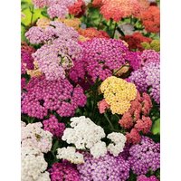 200 Achillea Colorado Mixture Schafgarbe Samen Semi Sementi Graines Nasiona Somen Frö Frön Semillas Sementes Siemenet Zaad Zaden von RoyalSeeds