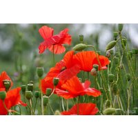 2000 Bio Roter Feldmohn Papaver Rhoeas Klastchmohn Samen Klaproos Papavero Fiore Semplice Rosso Graines Nasiona Frø Zaad Zaden von RoyalSeeds