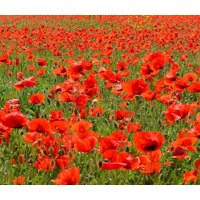 2000 Seeds Roter Mohn Klatschmohn Samen Somen Zaad Zaden Semi Sementi Semillas Sementes Siemenet Coquelicot Graines Frø von RoyalSeeds