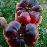 30 Bio Amethyst Jewel Tomatensamen Old Heirloom Variety Tomate Samen Graines Semi Sementi Semillas Sementes Zaden Zaad Siemenet von RoyalSeeds