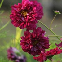 30 Bio Cosmos Double Click Cranberries Samen Zaden Zaad Schmuckkörbchen Semi Sementi Sementes Siemenet Somen Graines Semillas von RoyalSeeds