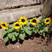 30 Bio Samen Pot Sunflower Zwerg Sonnenblume Semi Sementi Semillas Siemenet Somen Graines Nasiona Zaad Zaden von RoyalSeeds