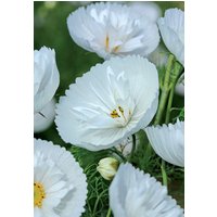 30 Cosmos Cupcakes White Seeds Cosmea Schmuckkörbchen Samen Somen Zaden Semi Sementi Sementes Siemenet Graines Nasiona Frø Semillas von RoyalSeeds