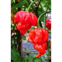 30 Naga Viper Chili Samen Semi Sementi Somen Graines Nasiona Zaad Zaden Sementes Siemenet Semillas 3rd World's Heißeste von RoyalSeeds