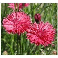 300 Red Boy Cornflower Seeds Kornblume Centaurea Samen Semi Sementi Semillas Sementes Siemenet Nasiona Frø Zaden Graines Somen von RoyalSeeds