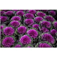 40 Tauben Rot Zierkohl Samen Chou D'ornement Col Cavolo Ornamentale Prydnadskål Sierkool Repolho von RoyalSeeds