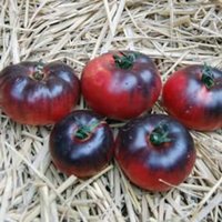 50 Bio Amethyst Juwel Tomatensamen Alte Erblabsteller Sorte Tomate Samen Körner Semi Sementi Semillas Nasiona Sementes Zaden Zaad Siemenet von RoyalSeeds