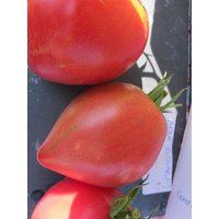 50 Bio Anna Russian Erbstück Tomaten Samen Tomate Pomodoro Semi Sementi Sementes Siemenet Semillas Tomat Graines Frø Nasiona Somen von RoyalSeeds