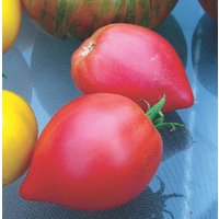 50 Bio Anna Russian Erbstück Tomaten Samen Tomate Pomodoro Semi Sementi Sementes Siemenet Semillas Tomat Graines Frø Nasiona Somen von RoyalSeeds